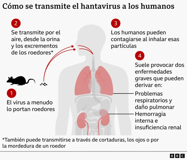Una infografía sobre la transmisión del hantavirus