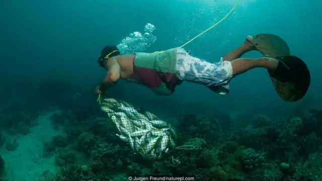 Balıqçı, dinamitlənmiş balıqları toplayır (Mənbə: Jurgen Freund/naturepl.com)