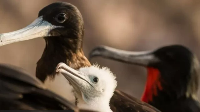 ماحولیاتی تبدیلی