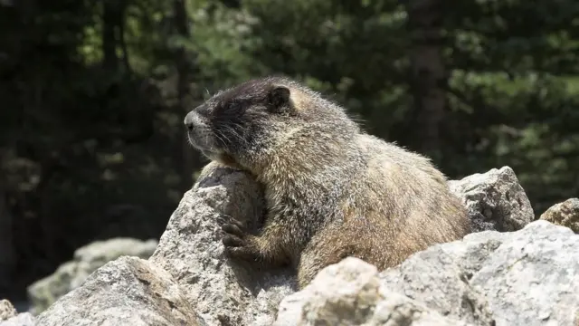 marmotabaixar jogo maquininha caça níqueluma pedra