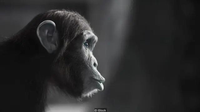 Lancaster's team have already mixed the human brain cells with those created form chimp placenta