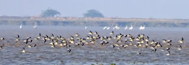 બીબીસી ગુજરાતી