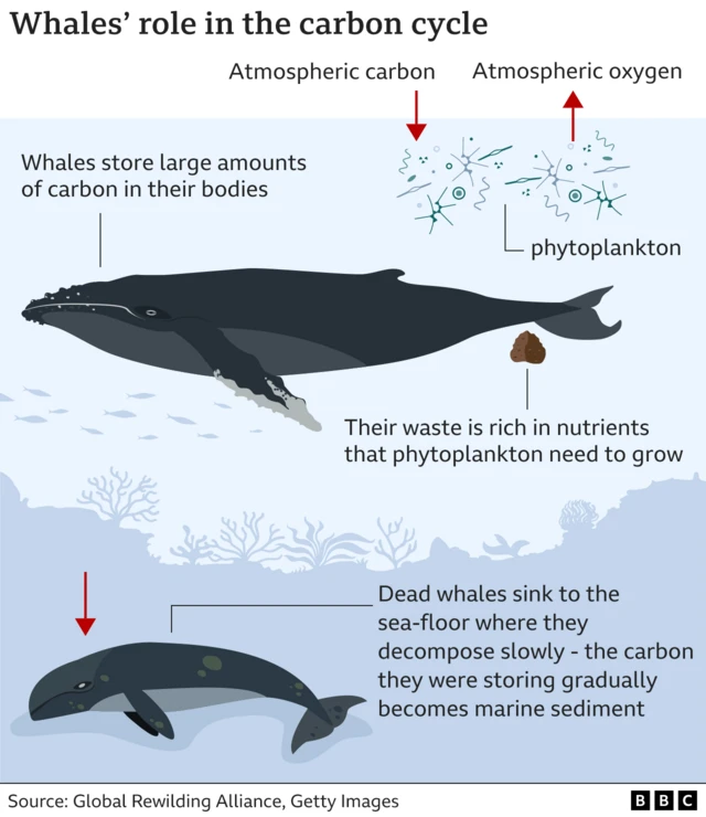 Grafik yang menjelaskan proses yang dikenal sebagai pompa paus