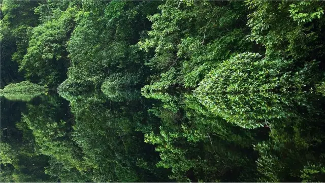La majorité des éléphants de forêt africains vivent dans les forêts tropicales du Gabon.
