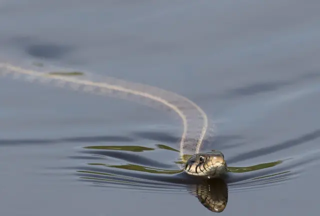 સાપ, ગુજરાત, વલસાડ , બીબીસી ગુજરાતી