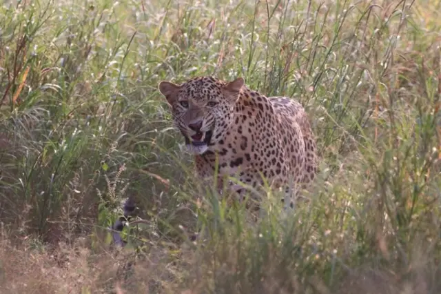 மயிலாடுதுறை, அரியலூர்: சிறுத்தை பல கி.மீ. இடம்பெயர்வது ஏன்? என்ன செய்கிறது?