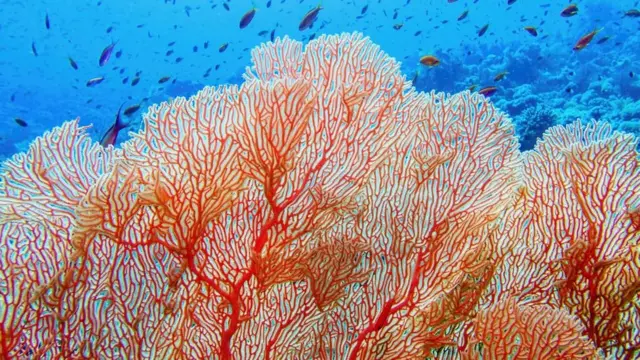 Підводний туризм