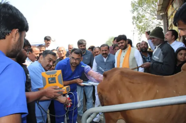 ગીર ગાયના અંડાણુ મેળવવા પ્રયાસરત વૅટરનરી નિષ્ણાતો