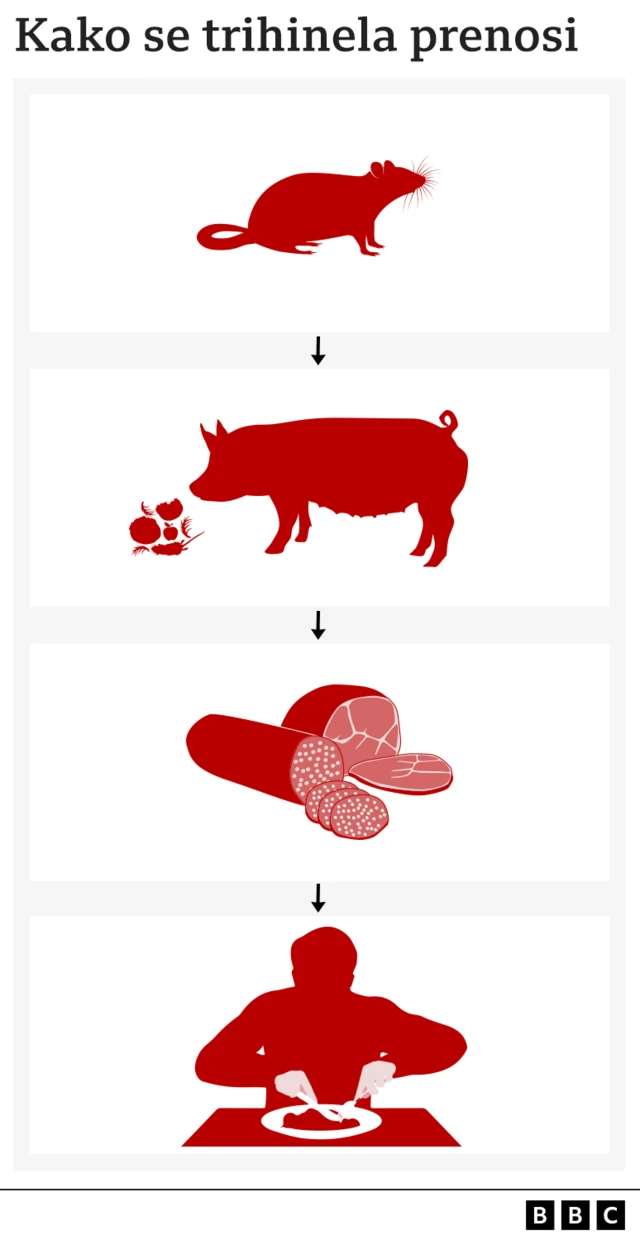 Infografika trihineloza