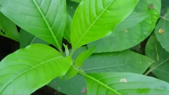 ঠাণ্ডার জন্য, ফুসফুসের নানা সমস্যায় বাসক পাতার রস ফুটিয়ে সেই রস বা পানি খাওয়ানো হয়।