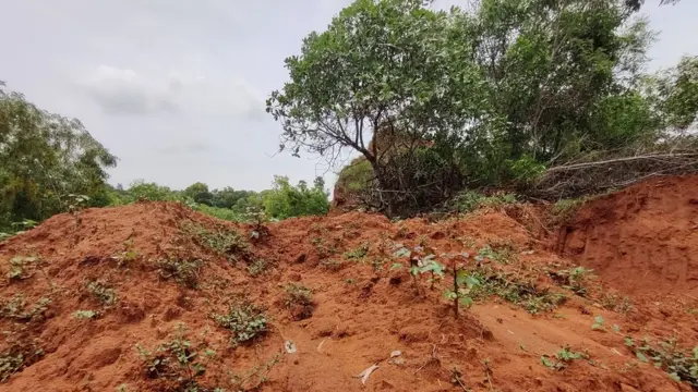 మట్టి దిబ్బలన్నీ ఇప్పుడు చెట్లతో నిండిపోయాయి.