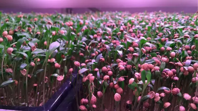 ผักชีจิ๋ว