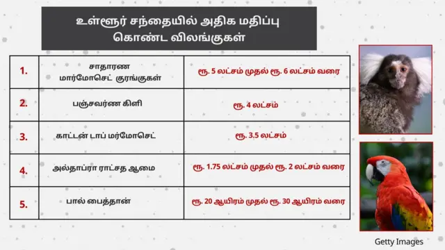 மர்மோசெட் குரங்கினங்களுக்கு உள்ளூரில் அதிக மதிப்பு உள்ளது  