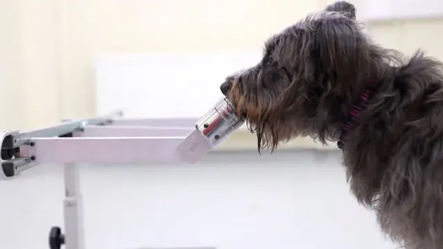 Cão fazendo o teste do cheiro na Queen's University, Belfast