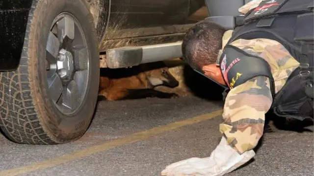 Policial tenta alcançar lobo-guará embaixobetsul e confiavelcarro