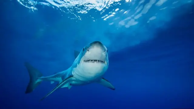 أسماك القرش