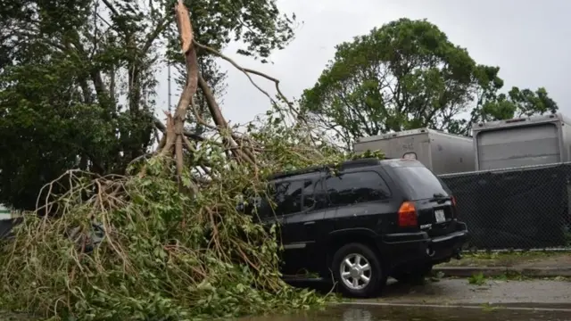 Auto aplastado por un árbol