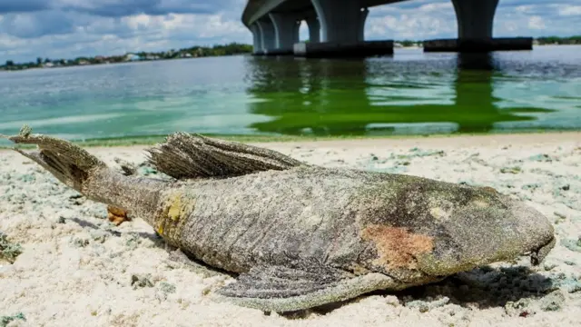 Peixe morto na areia