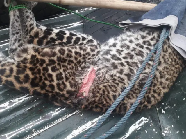 Macan Tutul