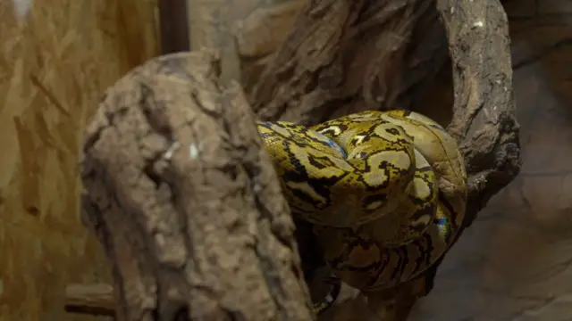 Piton u zoo-vrtu na Paliću