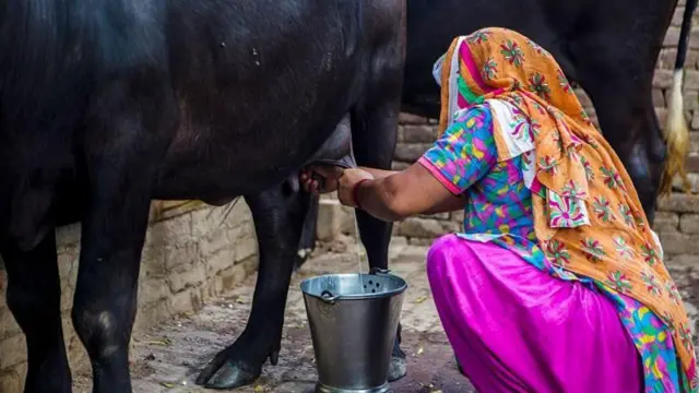 ਡੇਅਰੀ ਪ੍ਰੋਡੈਕਟ