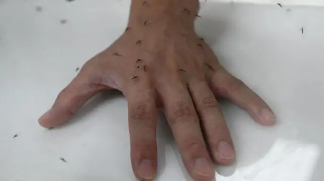 Seorang staf memperlihatkan tangannya di dalam kandang yang dipenuhi nyamuk jantan pembawa Wolbachia dalam demonstrasi di fasilitas produksi nyamuk Badan Lingkungan Hidup Nasional (NEA)