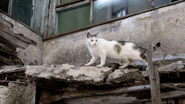 બીબીસી ગુજરાતી ભૂકંપ ધરતીકંપ પ્રાણી સંવેદના હાથી બિલાડી ગાય અર્થક્વેક ચેતવણી