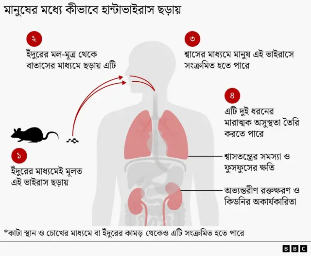 হান্টাভাইরাস যেভাবে মানুষের মধ্যে ছড়ায়