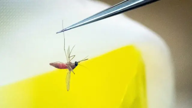 Mosquito segurado por pinça