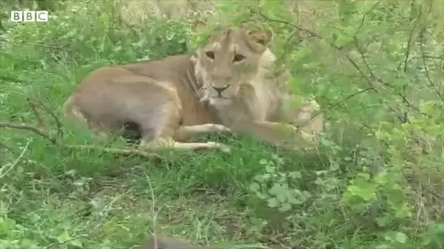 બીબીસી ગુજરાતી