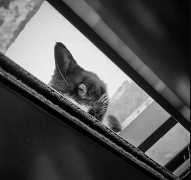 Pişik qapının ağzından içəriyə baxır