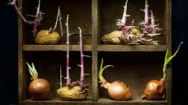 ఉల్లిపాయలు