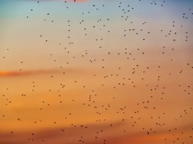 ਮੱਛਰ ਇੱਕ ਸਾਲ ਵਿੱਚ ਲਗਭਗ 40 ਕਰੋੜ ਲੋਕਾਂ ਵਿੱਚ ਵਾਇਰਸ ਫੈਲਾਉਂਦੇ ਹਨ