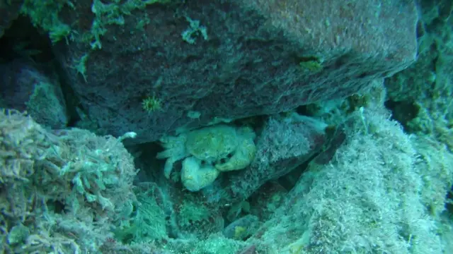 తైవాన్ దీవి