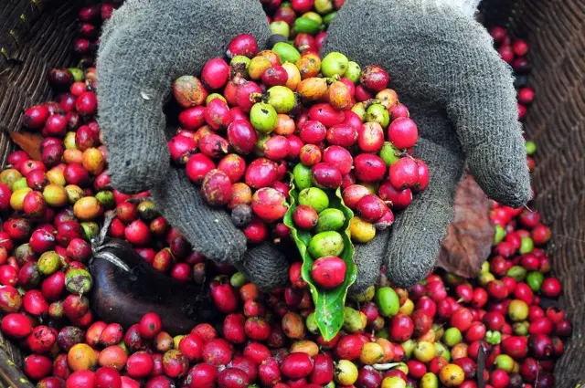 Petani menunjukkan kopi jenis robusta saat panen di lereng Gunung Muria, Desa Colo, Dawe, Kudus, Jawa Tengah, Selasa (10/9/24). 