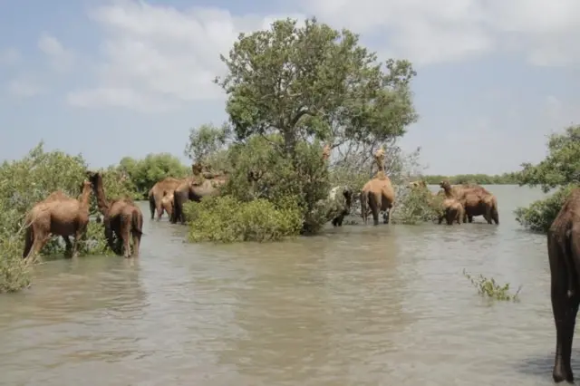ચેરનાં વૃક્ષોનાં પાંદડાનો ચારો ચરી રહેલાં ખારાઈ ઊંટો