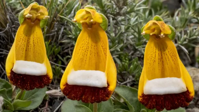Calceolaria Uniflora