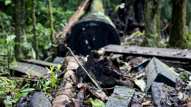 जंगलों का जीवन