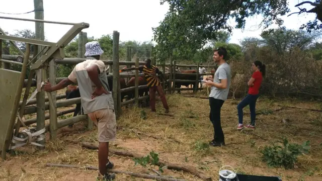 Piloto con ganado en la reserva Loisaba Conservancy en Kenia