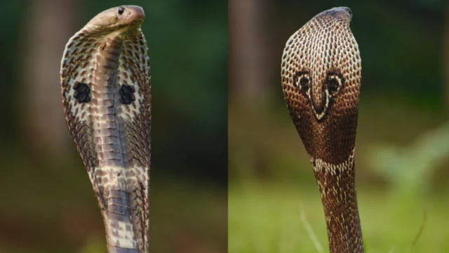 બીબીસી ગુજરાતી, ગુજરાત, બીબીસી, અમદાવાદ, કુદરત, પ્રકૃતિ, સાપ