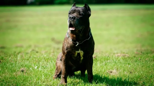 Американский бандог