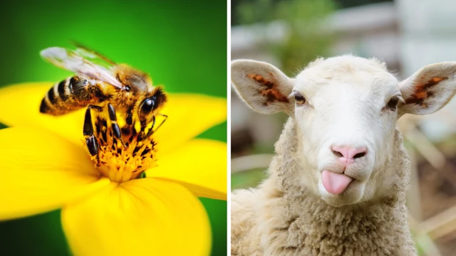 Foto de una abeja y una oveja.