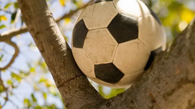 Мяч, застрявший на дереве
