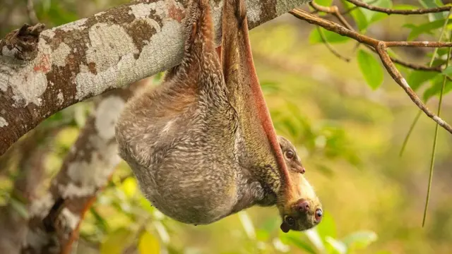 Colugo fêmea com filhote