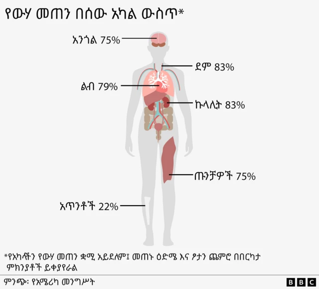 የውሃ መጠን በሰው አካል ውስጥ