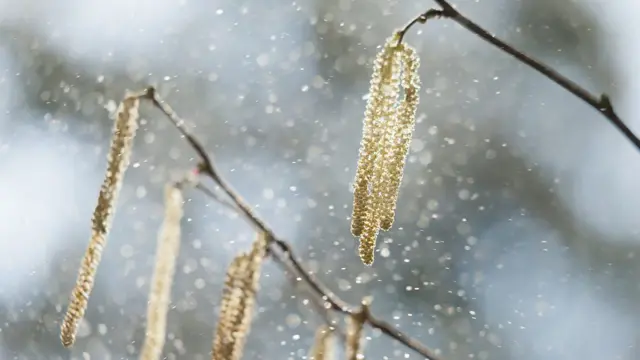 Flores em árvore soltando pólen no ar