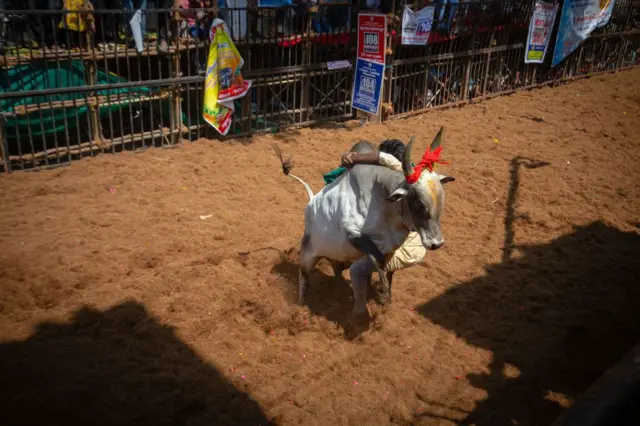 ஜல்லிக்கட்டு