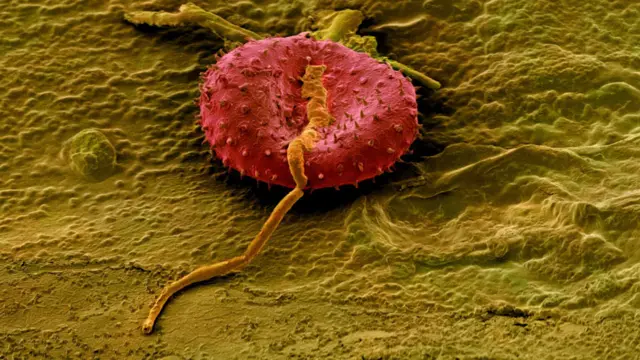 Polen de otra planta depositado sobre la superficie de una semilla de Avena fatua