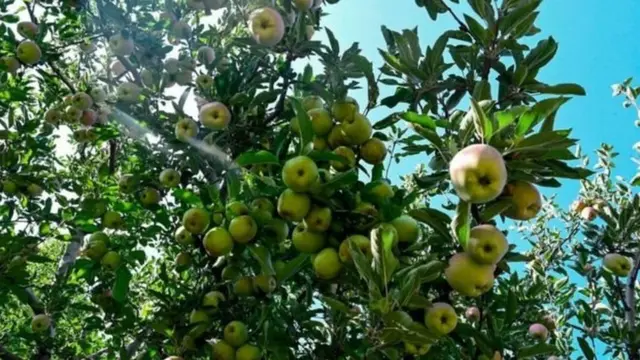 जम्मू काश्मीर, कलम 370,