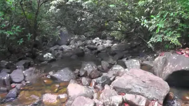 ගිගුරුව රක්ෂිතය